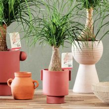 floramedia-custers-plants-living-treasures-portfolio-overzichtspagina
