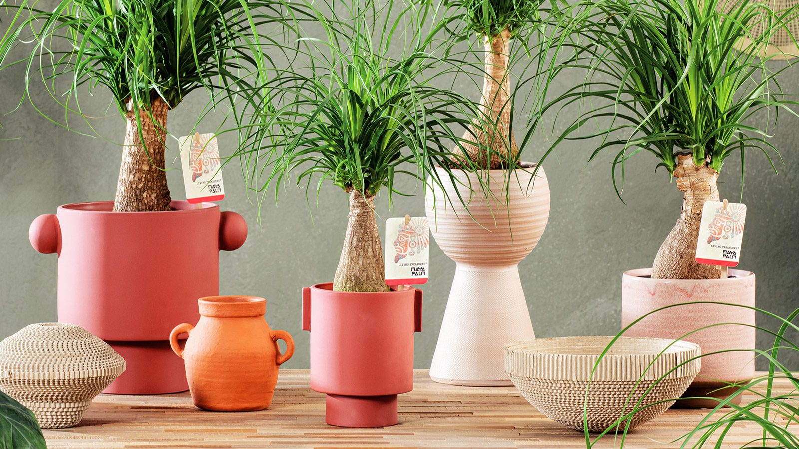 floramedia-portfolio-custers-living treasures