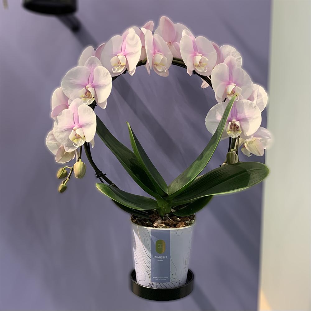 Gespot op de Trade Fair Aalsmeer: Amigo Plant, Edelcactus en The Orchid Growers